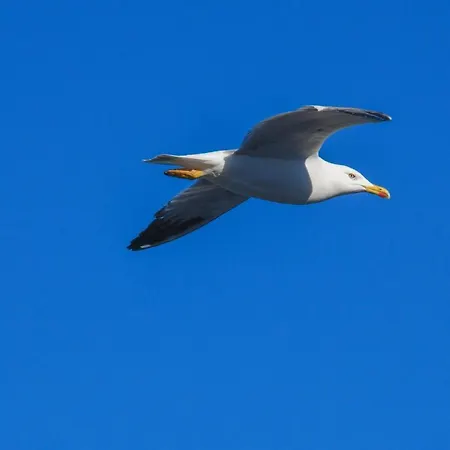 Vela D'oro 4*